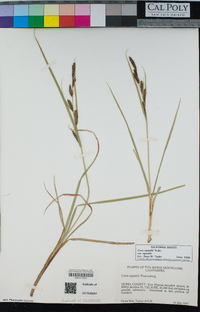 Carex aquatilis image