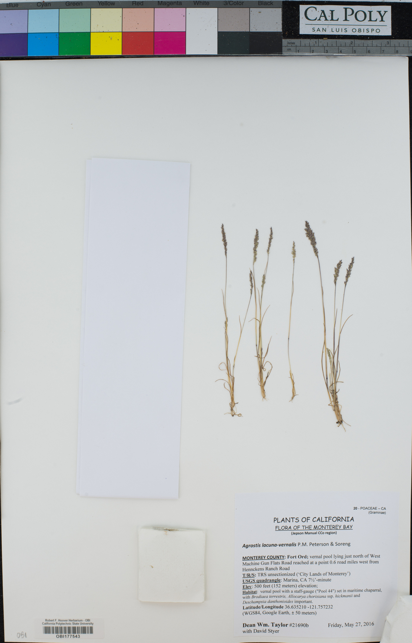 Agrostis lacuna-vernalis image