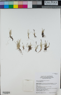 Festuca brachyphylla var. breviculmis image