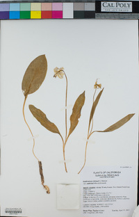 Erythronium citrinum image