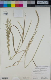 Festuca perennis image