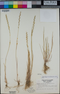 Festuca perennis image