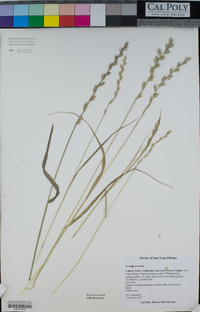 Festuca perennis image