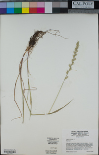 Festuca perennis image