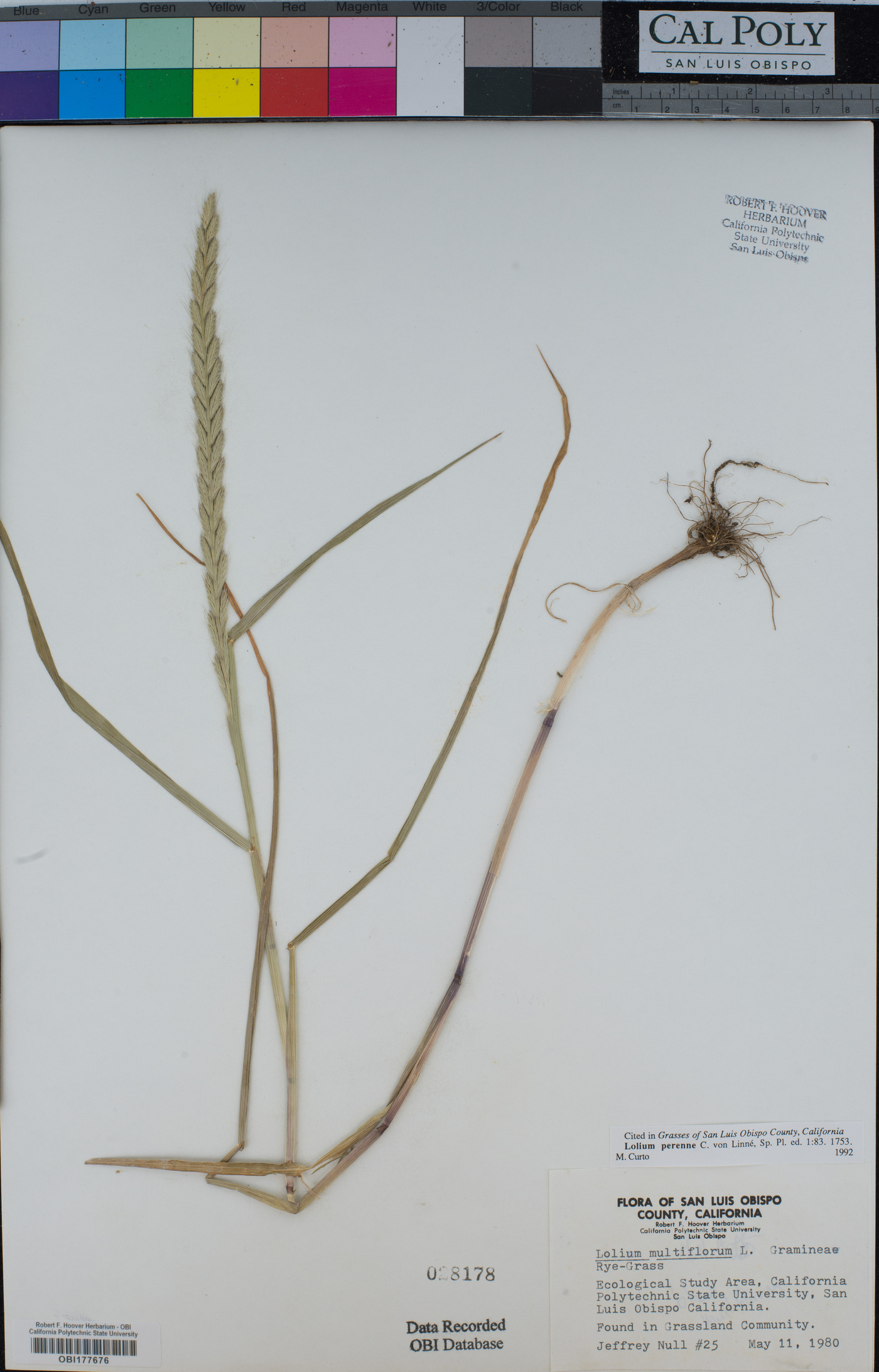 Festuca perennis image