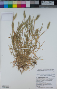 Hordeum depressum image