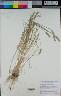 Hordeum depressum image