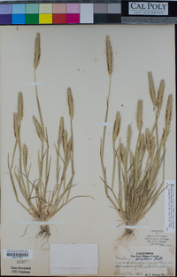 Hordeum depressum image