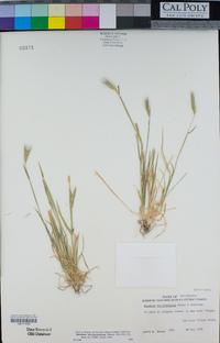 Hordeum brachyantherum image