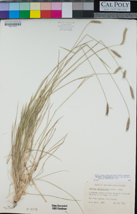 Hordeum brachyantherum image