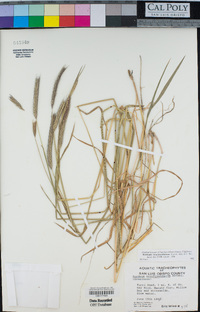 Hordeum brachyantherum image