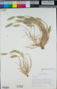 Hordeum marinum image