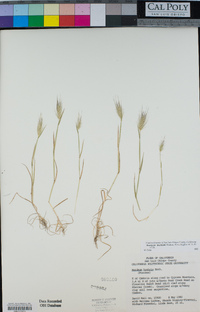 Hordeum marinum image