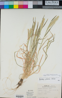 Hordeum murinum image