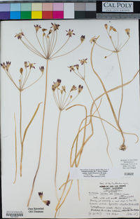 Triteleia ixioides subsp. cookii image