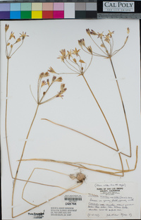 Triteleia ixioides subsp. cookii image