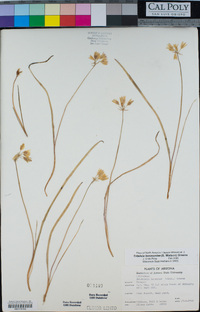Image of Triteleia lemmoniae