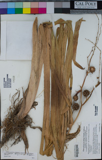 Sparganium erectum subsp. stoloniferum image