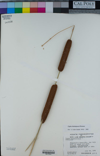 Typha domingensis image