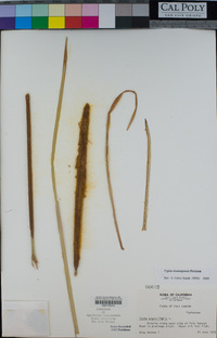 Typha domingensis image