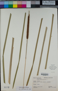 Typha domingensis image