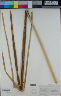 Typha domingensis image