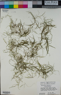 Zannichellia palustris image