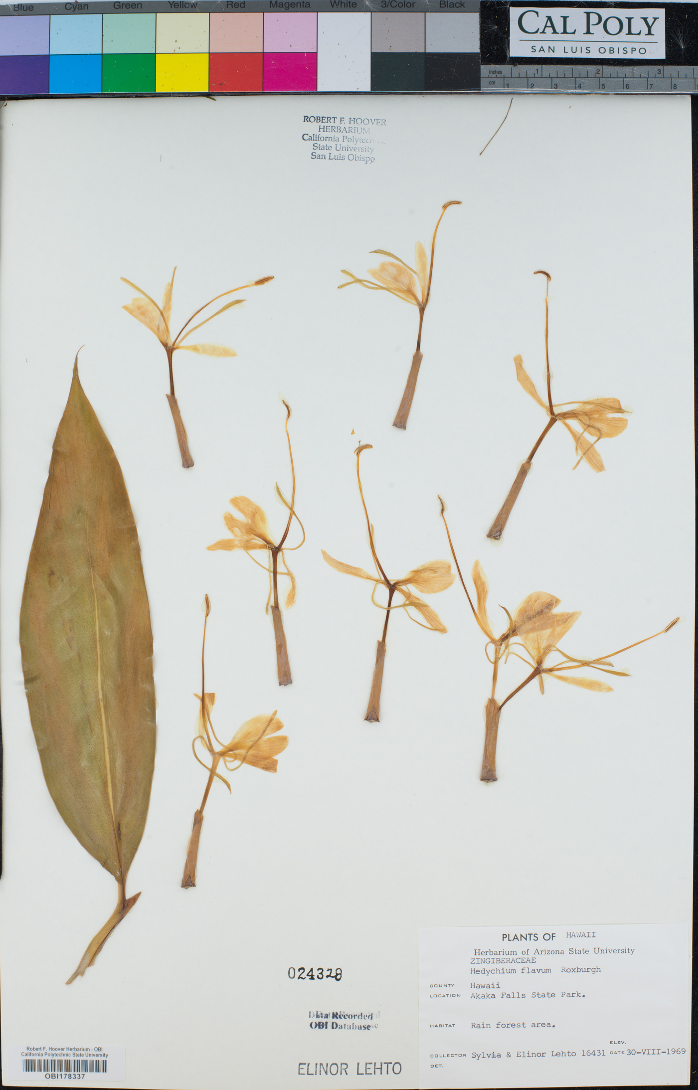 Hedychium flavum image