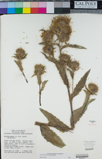 Cirsium parryi image