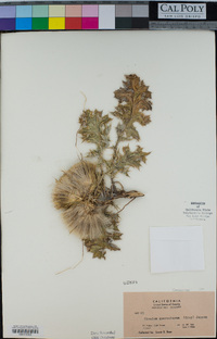 Cirsium quercetorum image