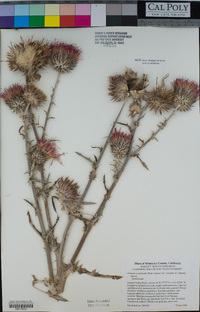 Cirsium occidentale image