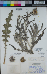 Cirsium occidentale var. venustum image