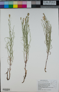 Stephanomeria tenuifolia image