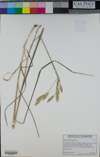 Bromus catharticus image