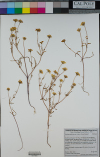 Lasthenia glabrata subsp. coulteri image