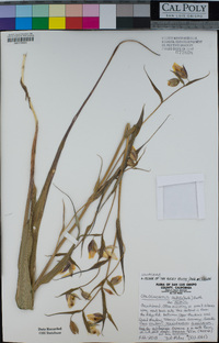 Calochortus albus image