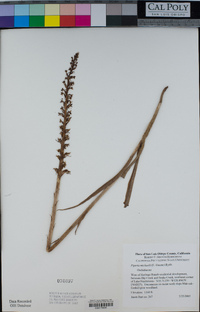 Piperia michaelii image
