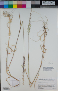 Bromus arizonicus image