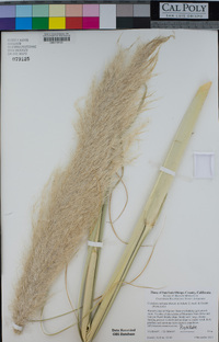 Cortaderia selloana image