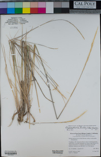 Elymus glaucus image