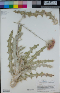 Cirsium occidentale image