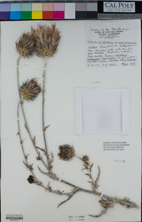 Cirsium occidentale var. venustum image