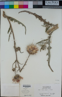 Cirsium occidentale var. venustum image