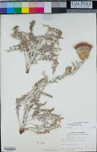 Cirsium ochrocentrum subsp. martinii image