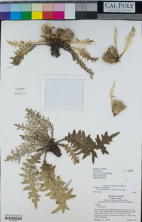 Cirsium scariosum image