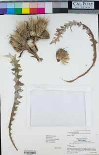 Cirsium scariosum image