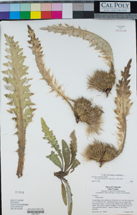 Cirsium scariosum var. americanum image