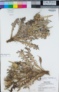Cirsium scariosum var. robustum image