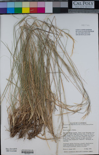 Stipa lepida image