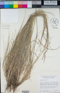 Stipa lepida image